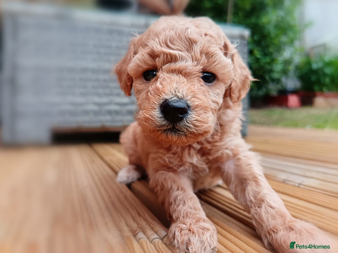 Toy Poodle dogs for sale: Charming Toy Poodle Puppies - Image 13