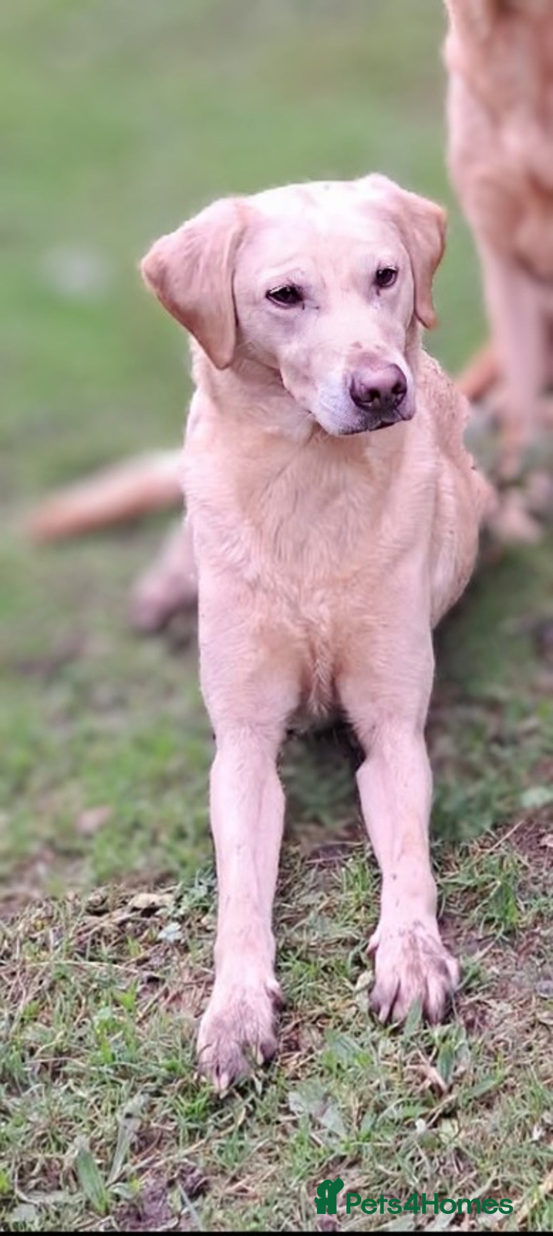 Weimaraner And Yellow Lab Mix Golden Weimaraner Top