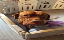 Mixed Breed dogs for sale: Puppy's for sale  - Image 5
