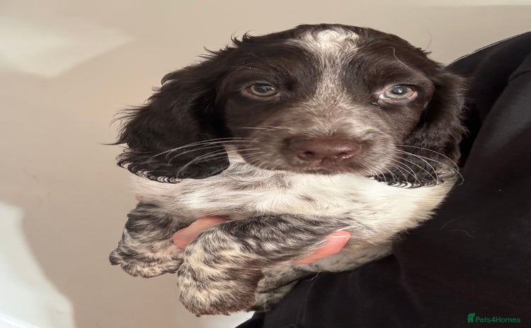 Sprocker dogs - Advert 5