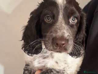 Sprocker dogs - Advert 2