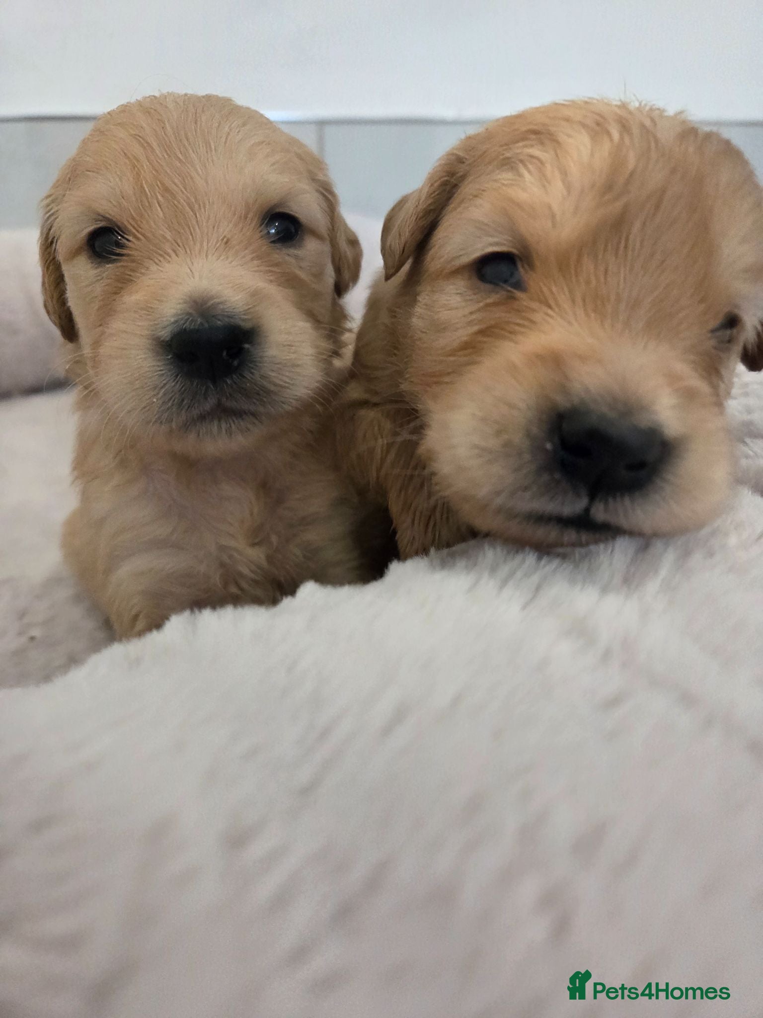 Golden Retriever dogs KC Reg Puppies, Fully Health-Tested Parents 🐾 - Advert 2