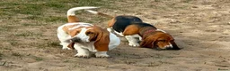 Basset Hound dogs for stud: Basset Hound Proven Stud - Advert 33