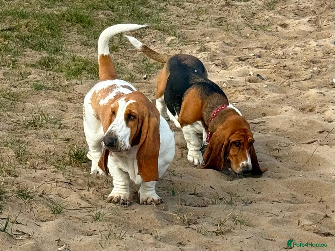 Basset Hound dogs for stud: Basset Hound Proven Stud - Advert 33