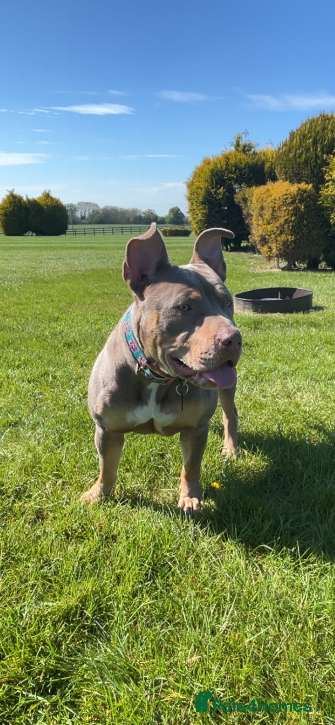 American Bully dogs Nala nearly 2. American bully  - Advert 1