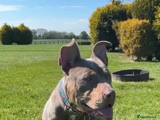 American Bully dogs Nala nearly 2. American bully - Advert 1