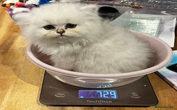 Persian cats for sale: FEMALE SILVER TIPPED CHINCHILLA PERSIAN  - Image 4