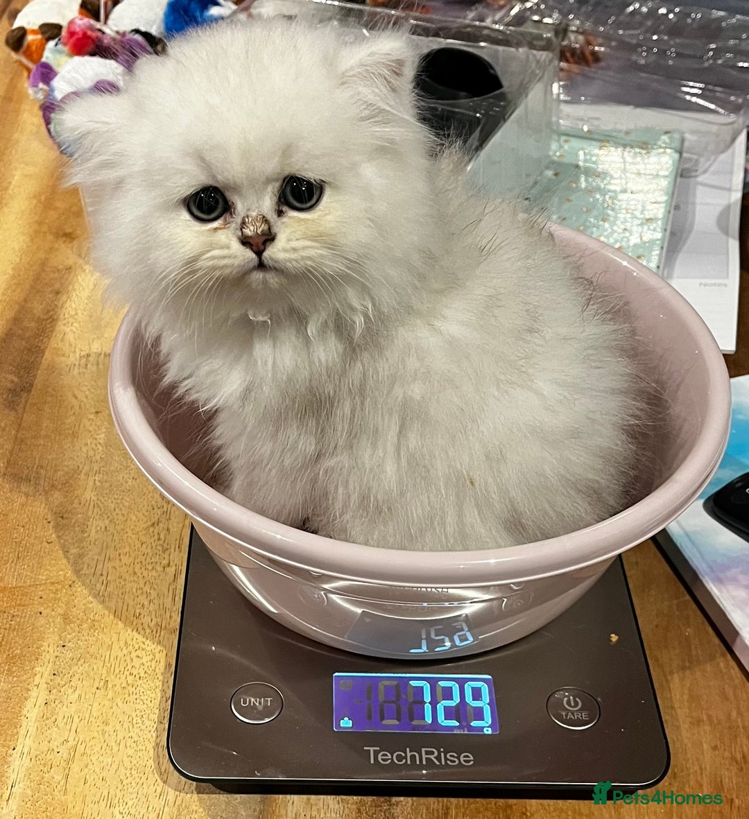 Persian cats for sale: FEMALE SILVER TIPPED CHINCHILLA PERSIAN  - Image 4