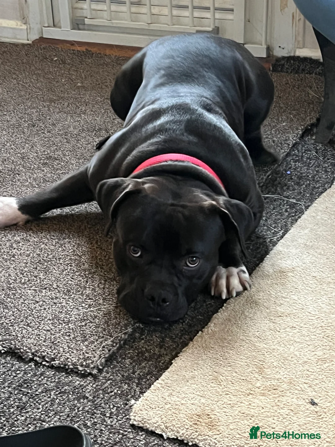 American Bully dogs for sale: American Bully Standard  in Leicester - Advert 3