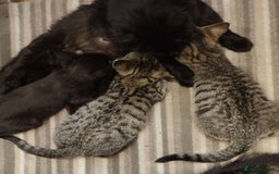 Mixed Breed cats for sale: Ragdoll mixbreed kittens for new home  - Image 16