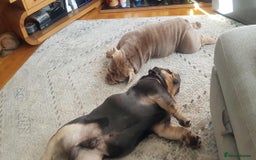 English Bulldog dogs for sale: TWO ENGLISH BULLDOGS  - Image 2