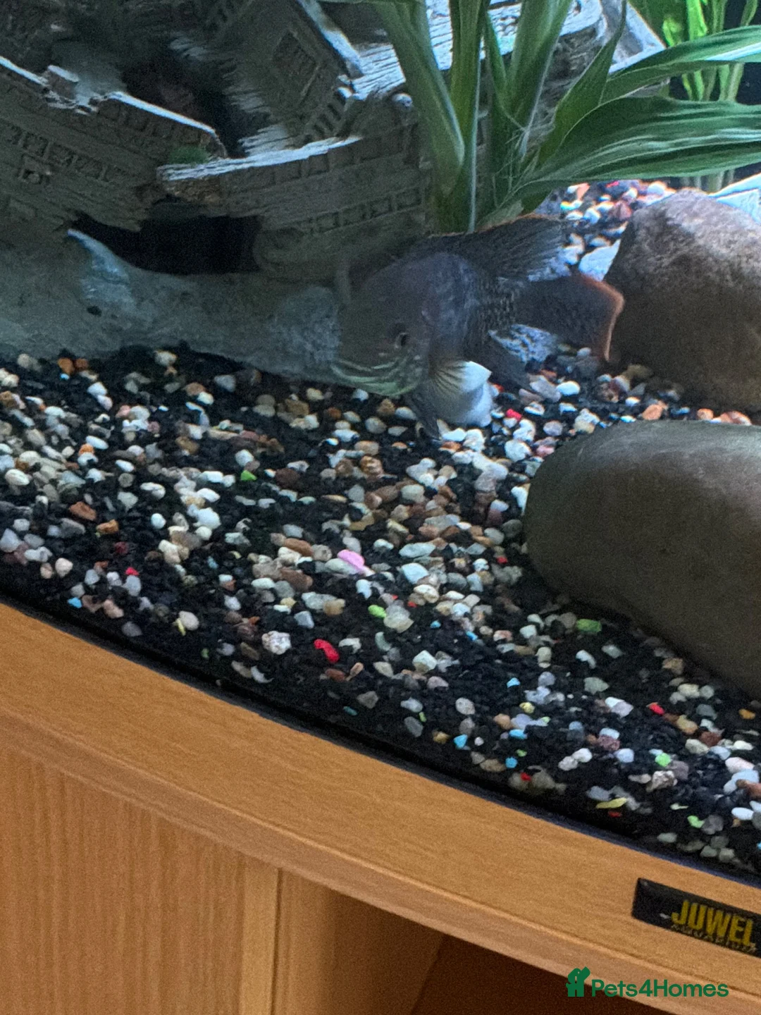 Cichlids fish for sale: Green Terror Cichlid - Advert 1