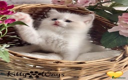 Ragdoll cats for sale: 🐾🩷*TICA REG* LYNX TABBY EU RAGDOLL KITTENS🩵🐾 - Image 28