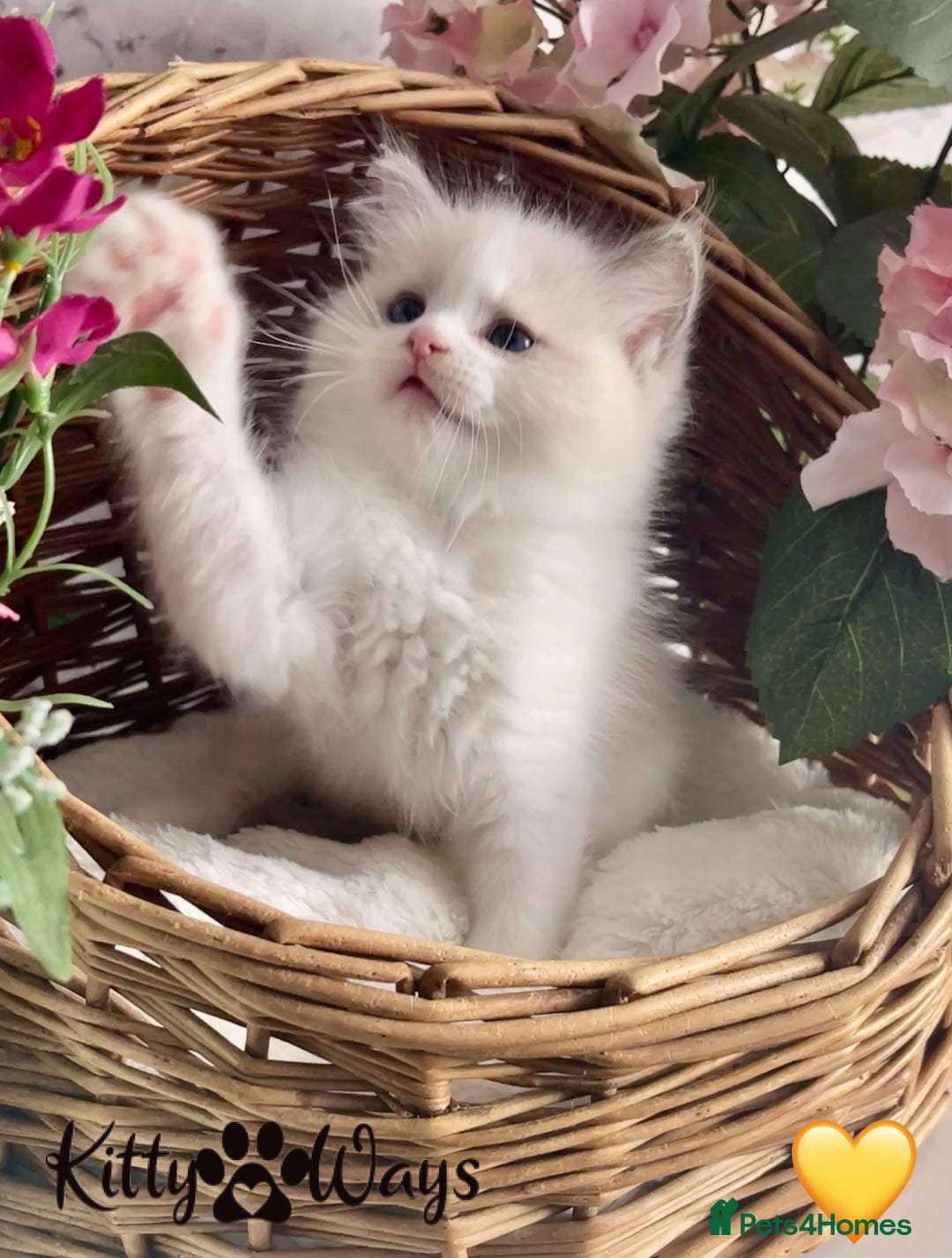 Ragdoll cats for sale: 🐾🩷*TICA REG* LYNX TABBY EU RAGDOLL KITTENS🩵🐾 - Image 28
