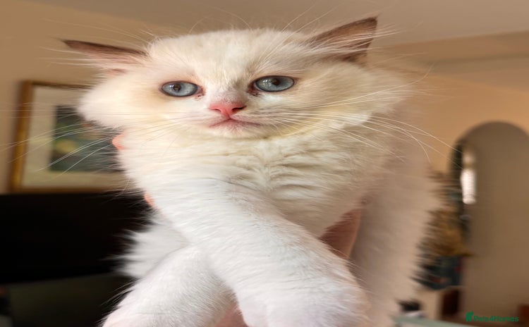 Ragdoll cats - Advert 6