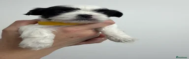 Ocean - Yellow Collar