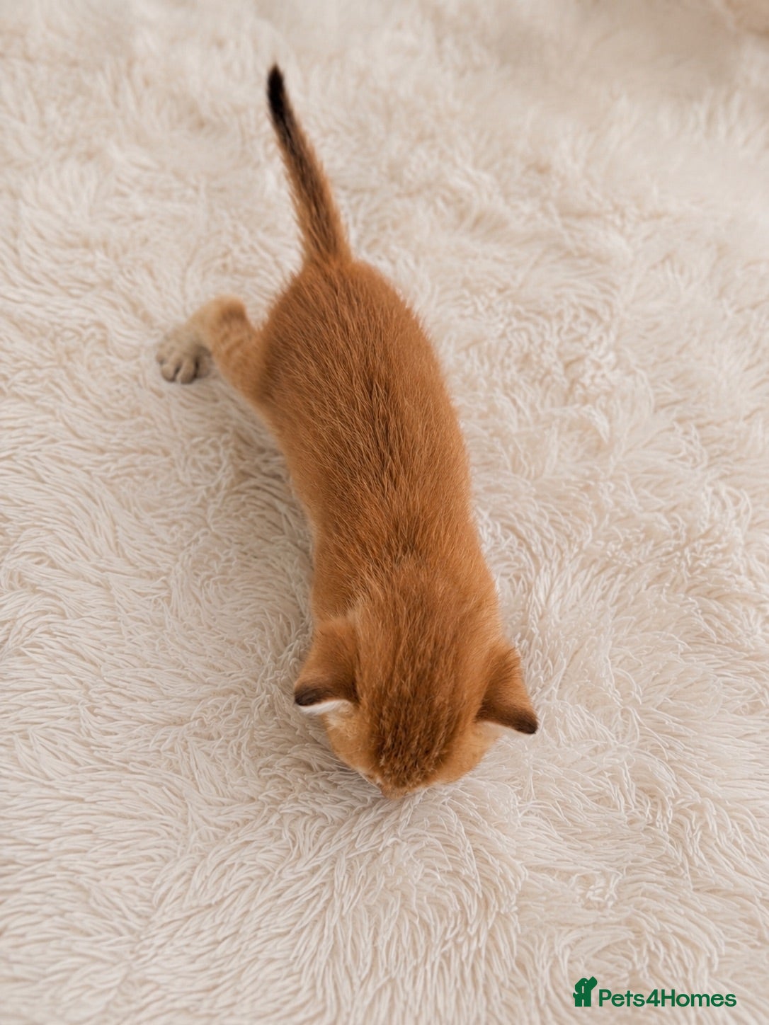 Scottish Fold cats Scottish Kittens Looking for Their Forever Homes  - Advert 2