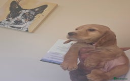 Cocker Spaniel dogs for sale: Health tested working cocker spaniels  - Image 9