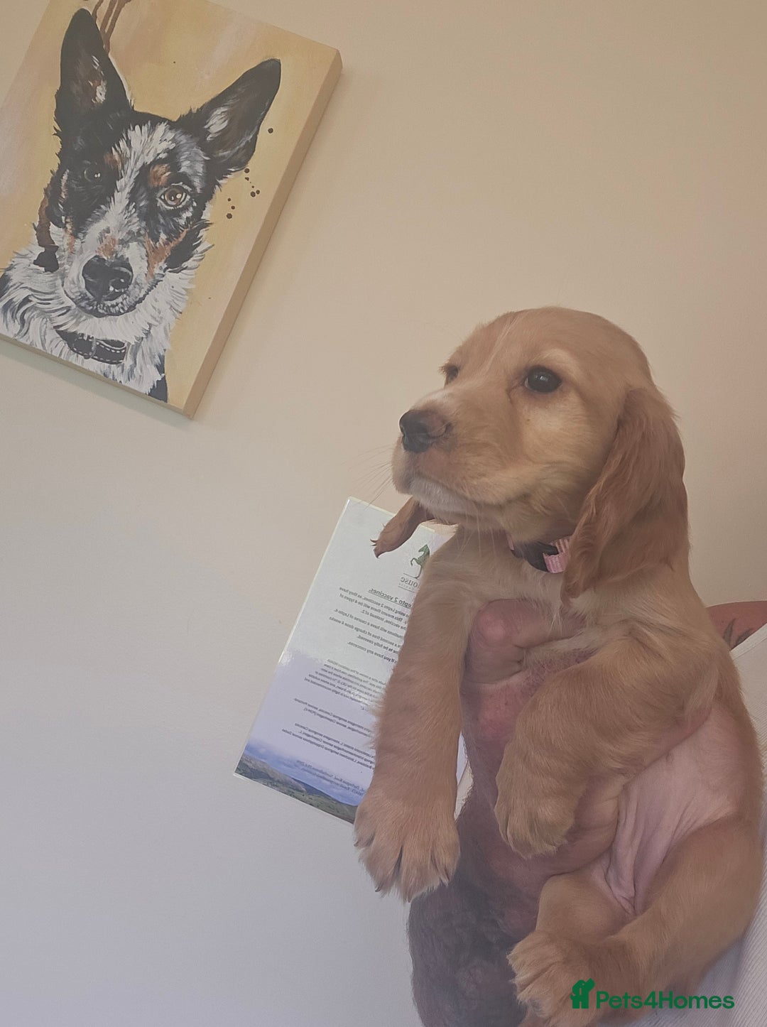 Cocker Spaniel dogs for sale: Health tested working cocker spaniels  - Image 9