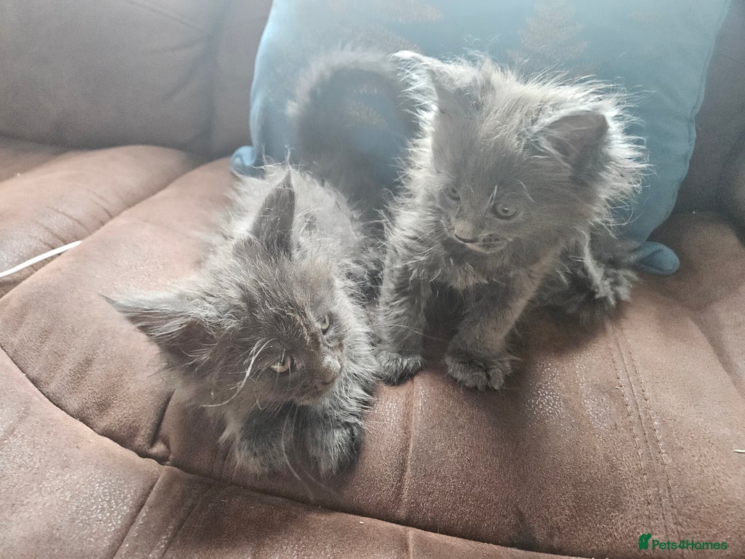 Maine Coon cats for sale: Mainecoon Kittens. Parents are GCCF registered - Image 2