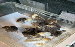 Quail poultry for sale: Various age quail chicks - Image 6