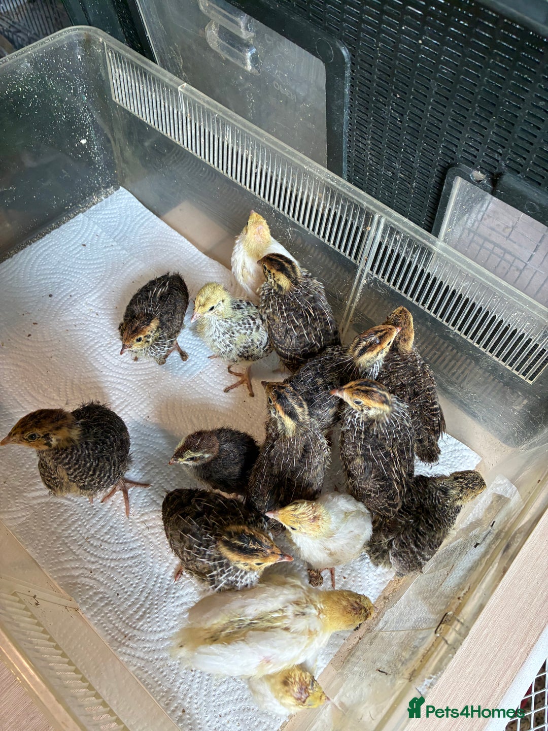 Quail poultry for sale: Various age quail chicks - Image 6