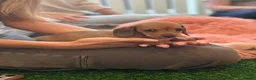 Miniature Dachshund dogs for sale: Miniature Dachshunds - Advert 13