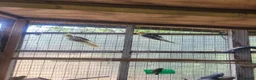 Cockatiels birds for sale: A pair of cockatiels for sale - Advert 4