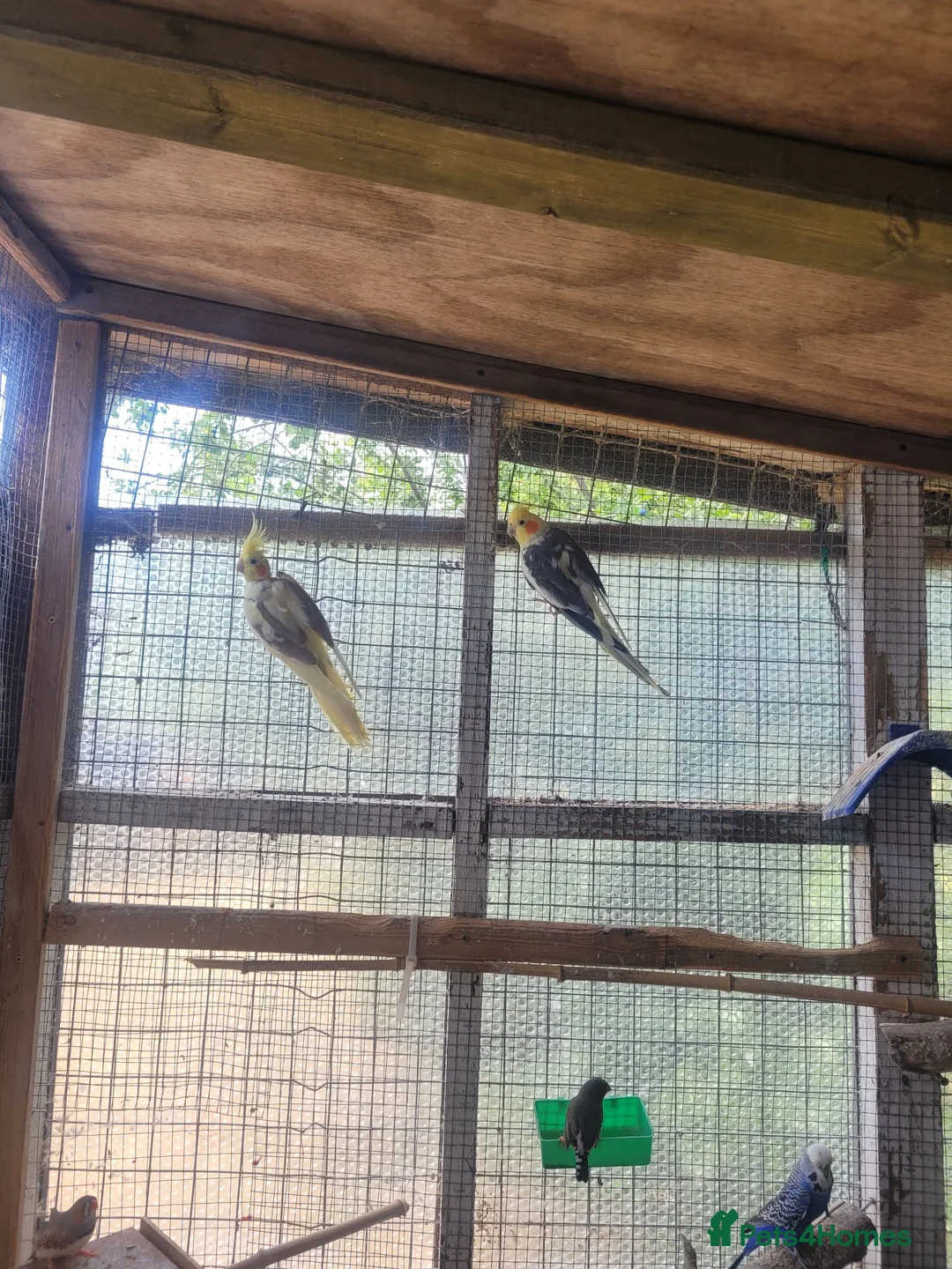 Cockatiels birds for sale: A pair of cockatiels for sale - Advert 4