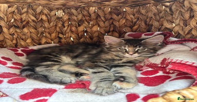 Maine Coon cats - Advert 15