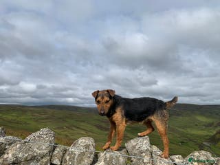 Patterdale Terrier dogs Patterdale terrier puppies for sale in Heriot - Advert 6