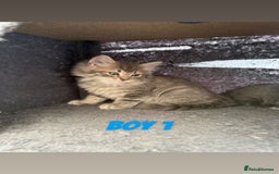 Ragdoll cats for sale: Stunning ragdoll cross BSH - Image 6