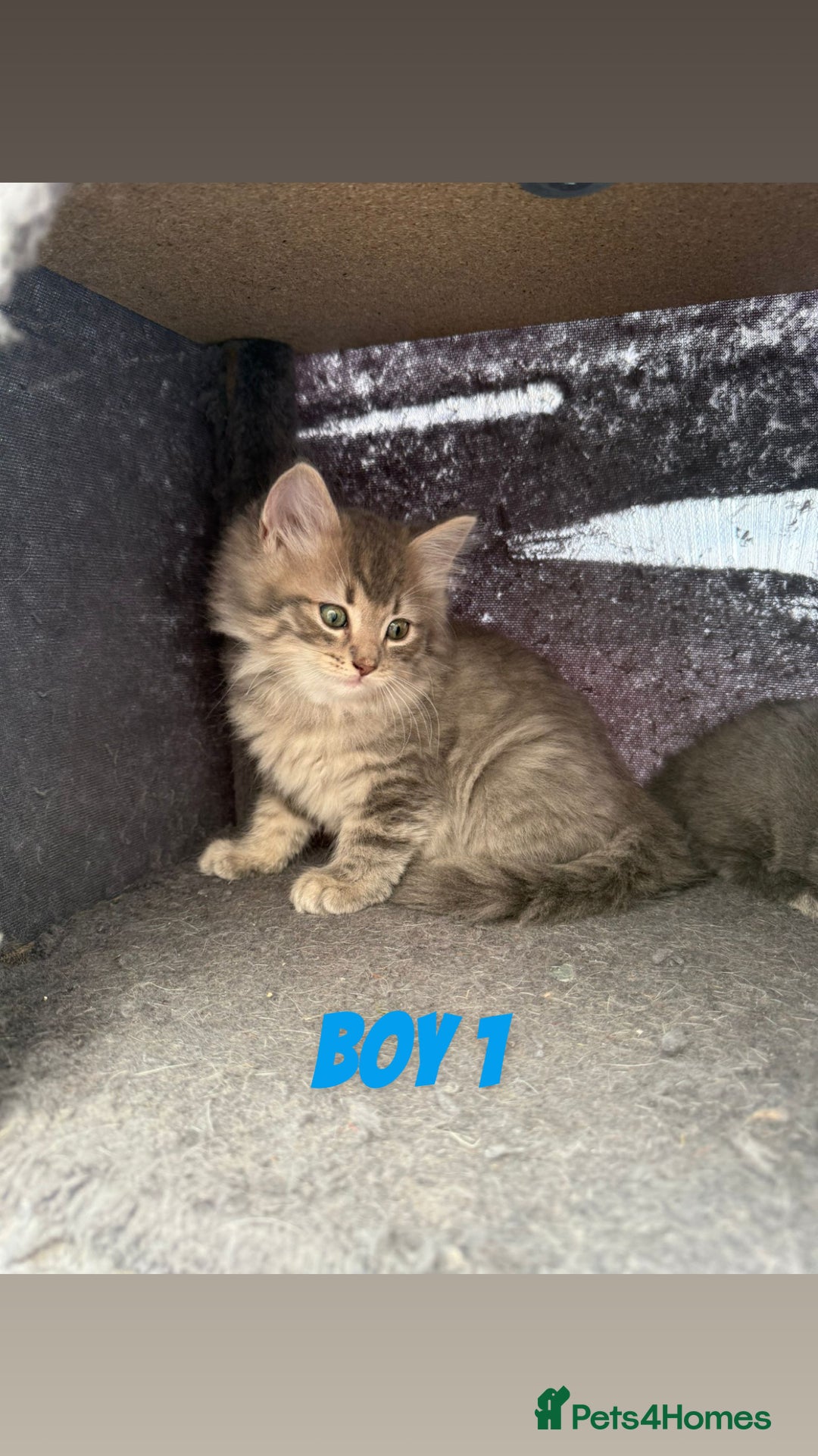 Ragdoll cats for sale: Stunning ragdoll cross BSH - Image 6