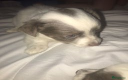 Mixed Breed dogs for sale: Miniature teacup chihuahua X Jack russell puppies  - Image 8