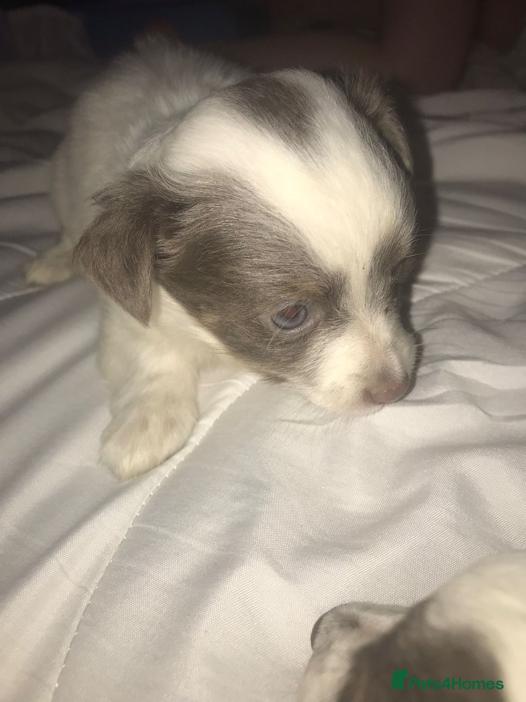 Mixed Breed dogs for sale: Miniature teacup chihuahua X Jack russell puppies  - Image 8