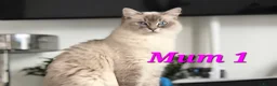 Ragdoll cats for sale: 🤍Pure Ragdoll Blue Point & Lynx Kittens Ready Now - Advert 9