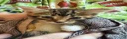 Mixed Breed cats for sale: Gorgeous kittens - Advert 5
