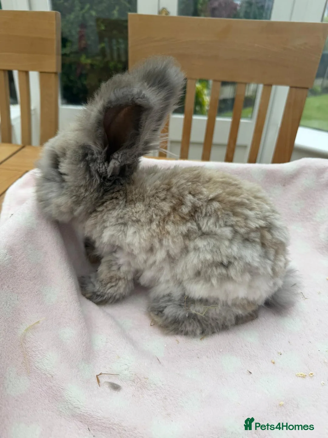 Angora rabbits for sale: Pure bred Angora bunnies £140 - Advert 2