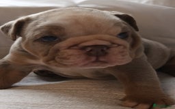 English Bulldog dogs for sale: Dwkc englìsh bulldog puppies  - Image 34