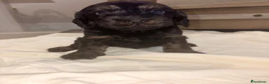 Cockapoo 1