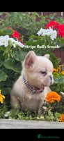 French Bulldog dogs - Advert 6