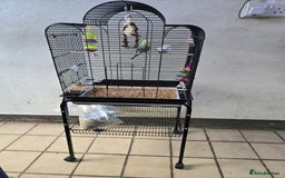 Budgerigars birds for sale: Budgies with cage  - Image 1
