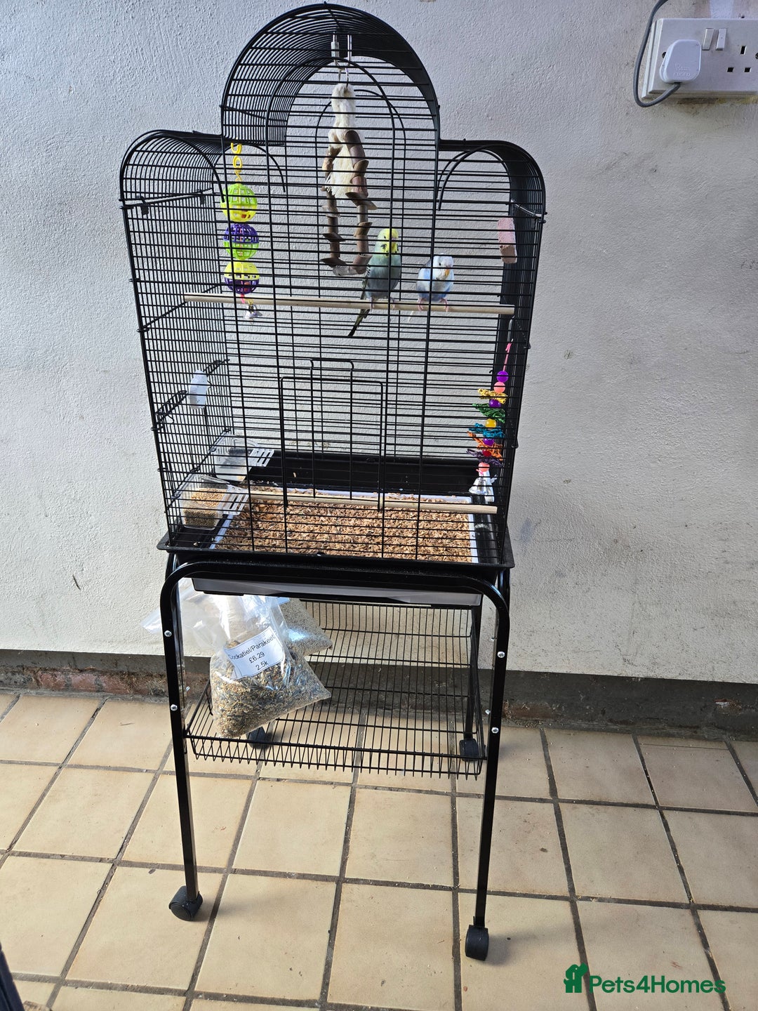 Budgerigars birds for sale: Budgies with cage  - Image 1