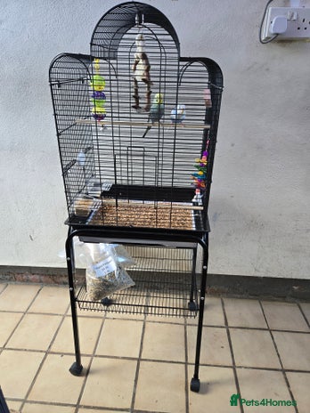 Budgerigars birds - Advert 7