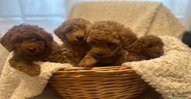 Toy Poodle dogs - Advert 11