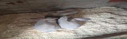 Continental Giant rabbits for sale: Stunning Giant Continental Bunnies - Advert 10