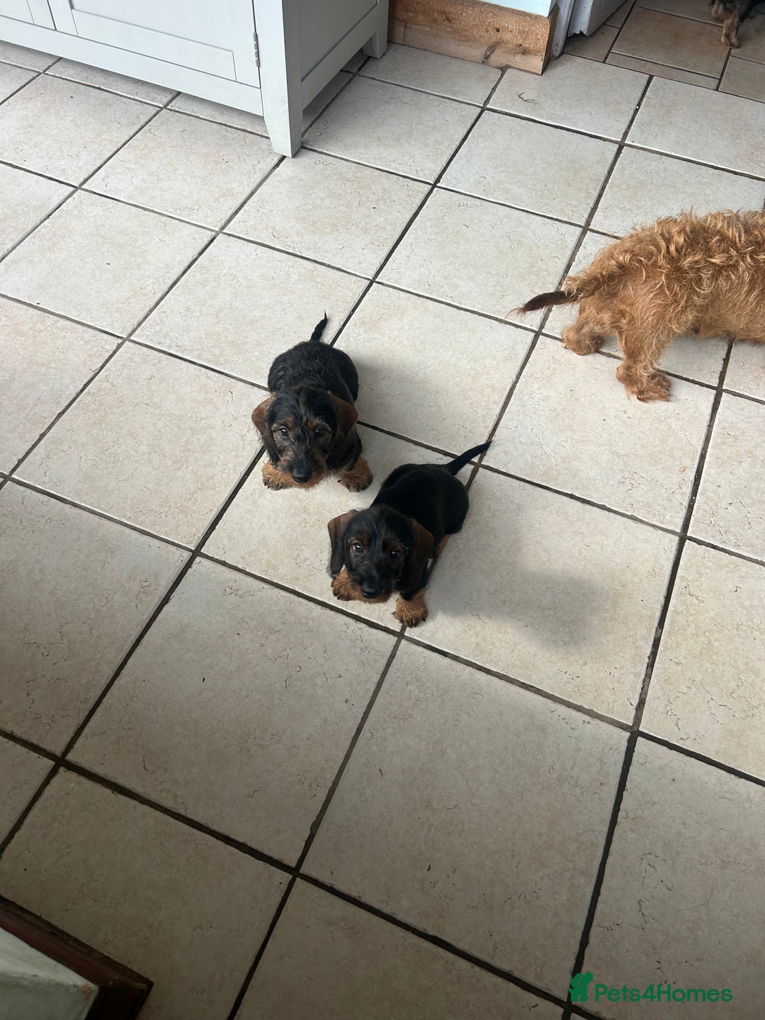 Dachshund dogs for sale: Beautiful KC registered wire haired Dachshunds in Bridgnorth - Image 21