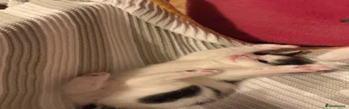 Mixed Breed Kitten 3