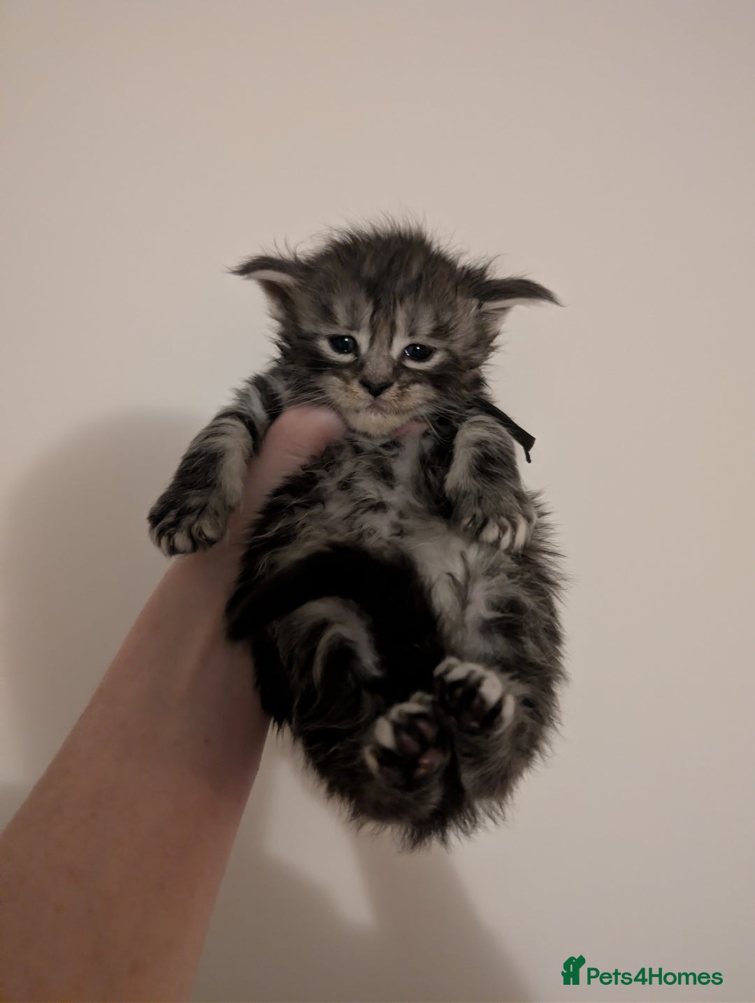 Maine Coon cats for sale: Full Mainecoon kittens  - Advert 2