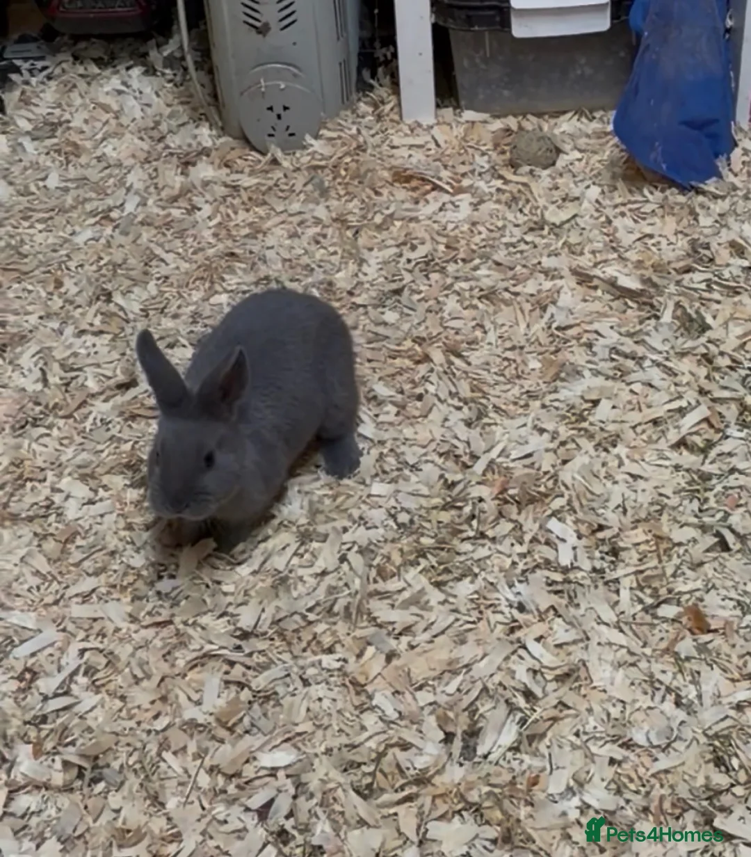 Mixed Breed rabbits for sale: 9week old Rare Breed V Blue Holicer - Advert 5